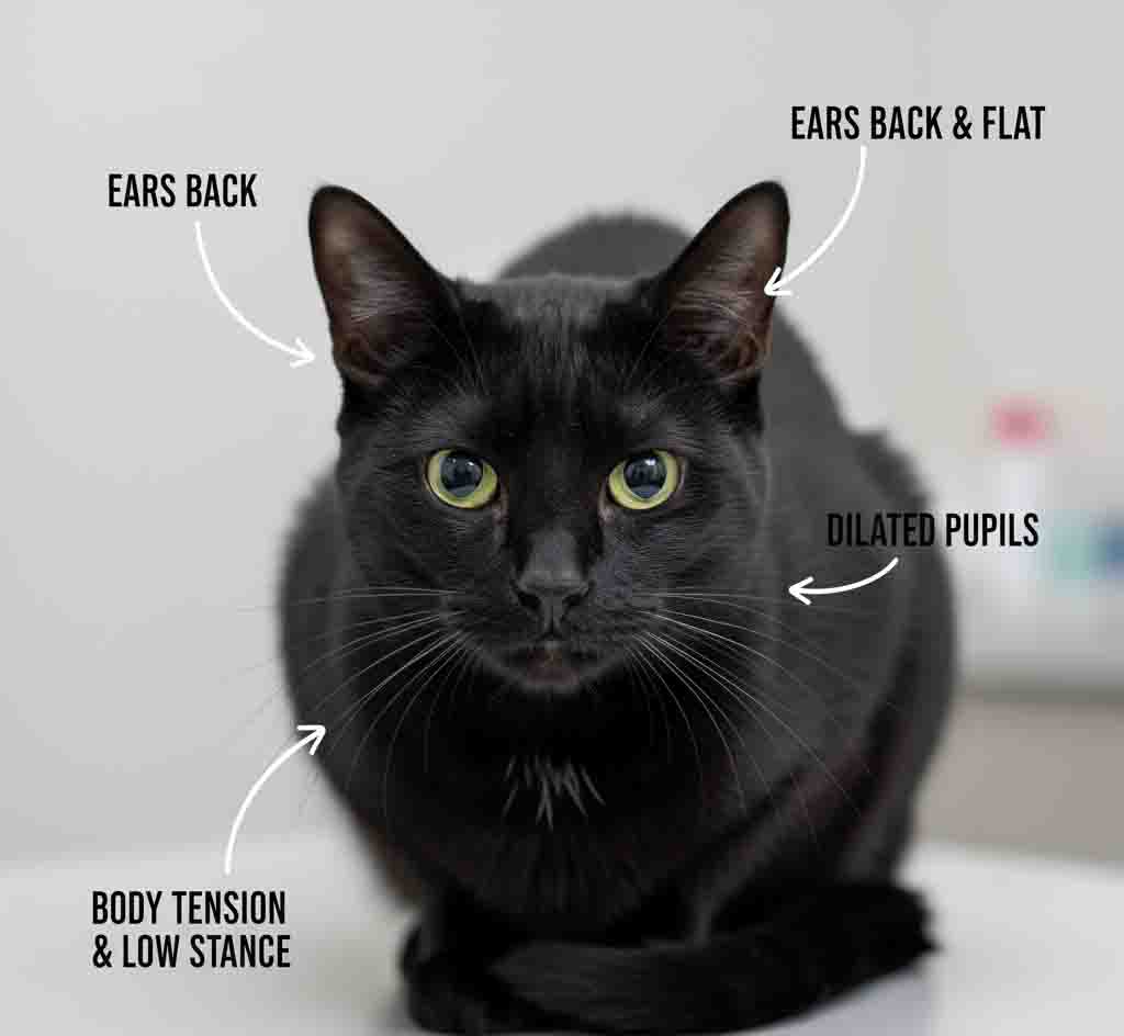 Close-up of cat stress body language showing ear position and pupil changes