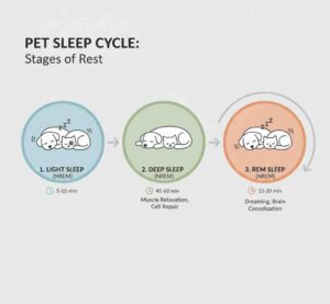 Infographic of pet sleep cycle stages: light sleep, deep sleep and REM phase